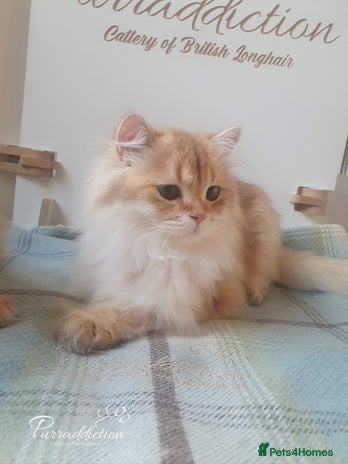 British Longhair cats - Advert 5