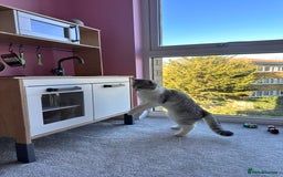 British Shorthair cats for sale: British Short Hair - Image 3
