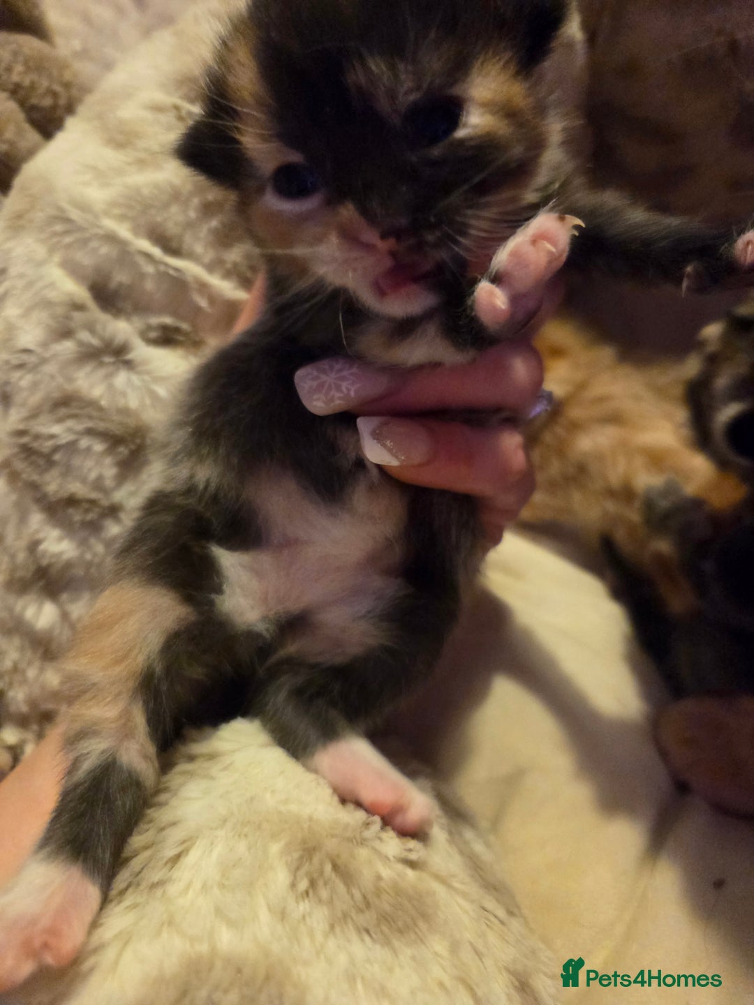 Mixed Breed cats for sale: Female tabby kittens - Advert 7