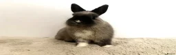 Netherland Dwarf rabbits for sale: Gorgeous Netherland dwarf male rabbit - Advert 2