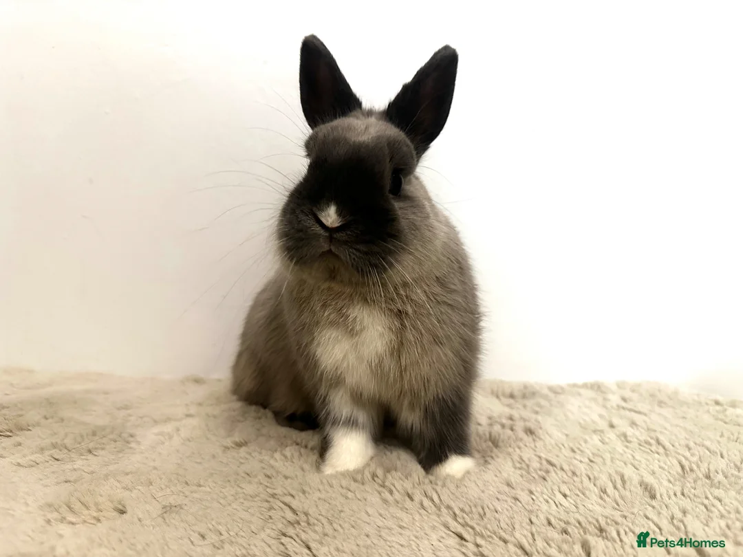Netherland Dwarf rabbits for sale: Gorgeous Netherland dwarf male rabbit - Advert 2