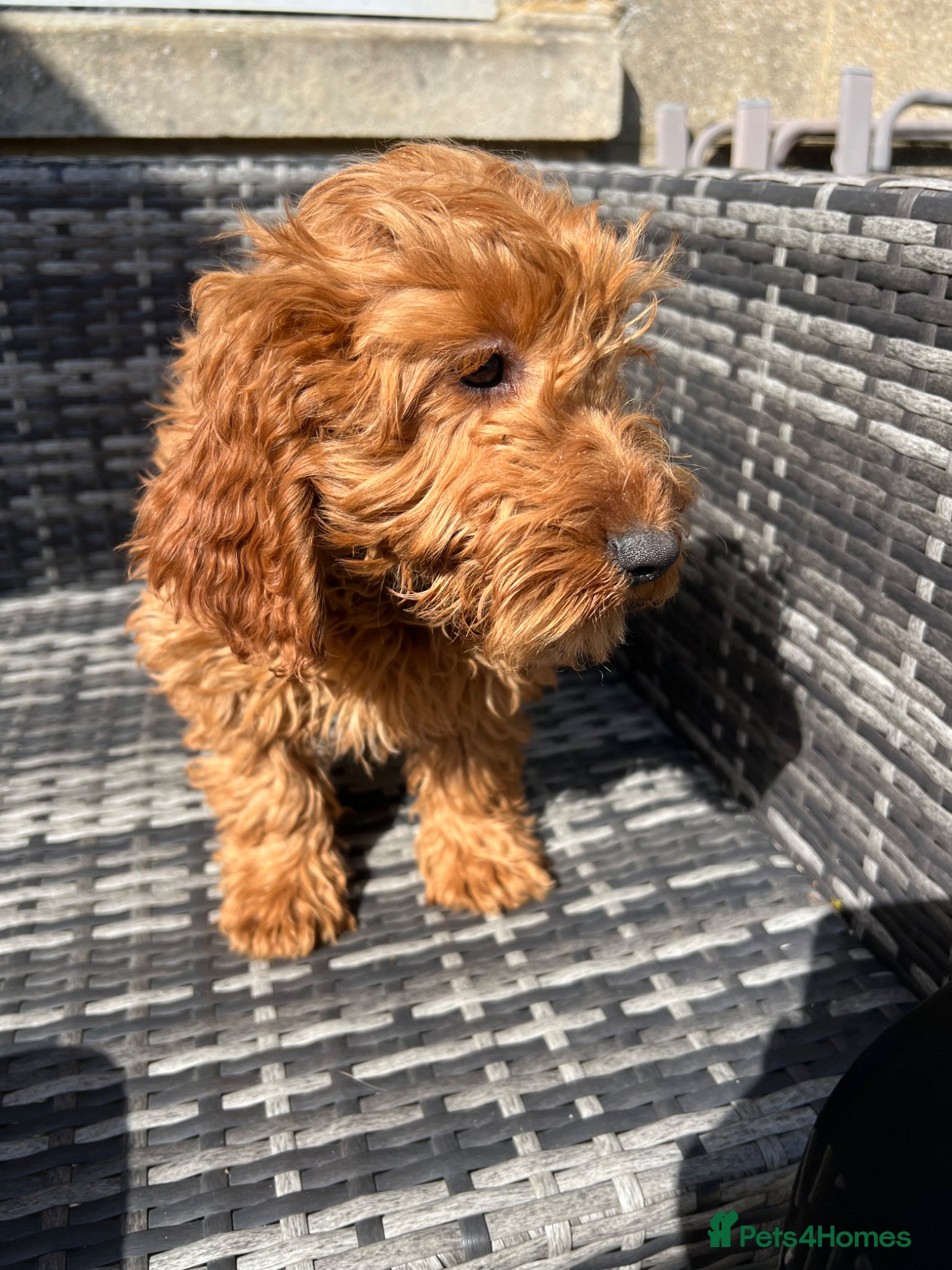 Cockapoo dogs Delightful F1 Cockapoos  - Advert 2