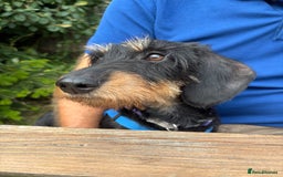 Dachshund dogs for sale: Female wiredhaired dachshund  - Image 1