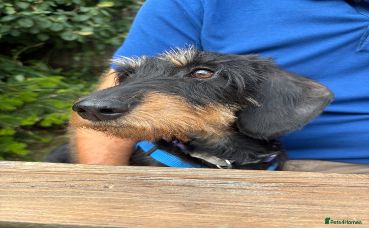 Dachshund dogs - Advert 14