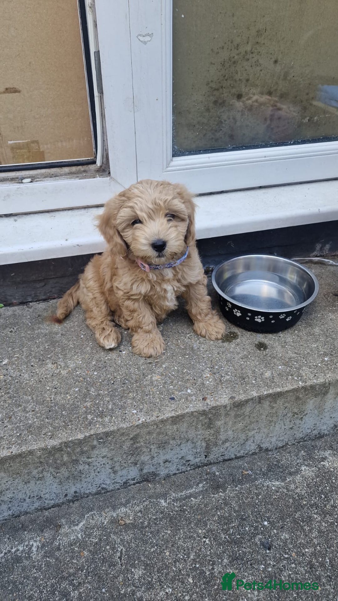 Cavapoo dogs for sale: 5 month old f1 beautiful cavapoo £1100 - Image 5