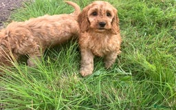 Cavapoo dogs for sale: Cavapoo puppies  - Image 4