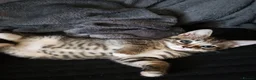 Mixed Breed cats for sale: 2 Stunning golden tabbys and cute black kitten  in Bristol - Advert 11