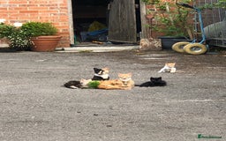 Mixed Breed cats for sale: Gorgeous farm/house kittens  - Image 4