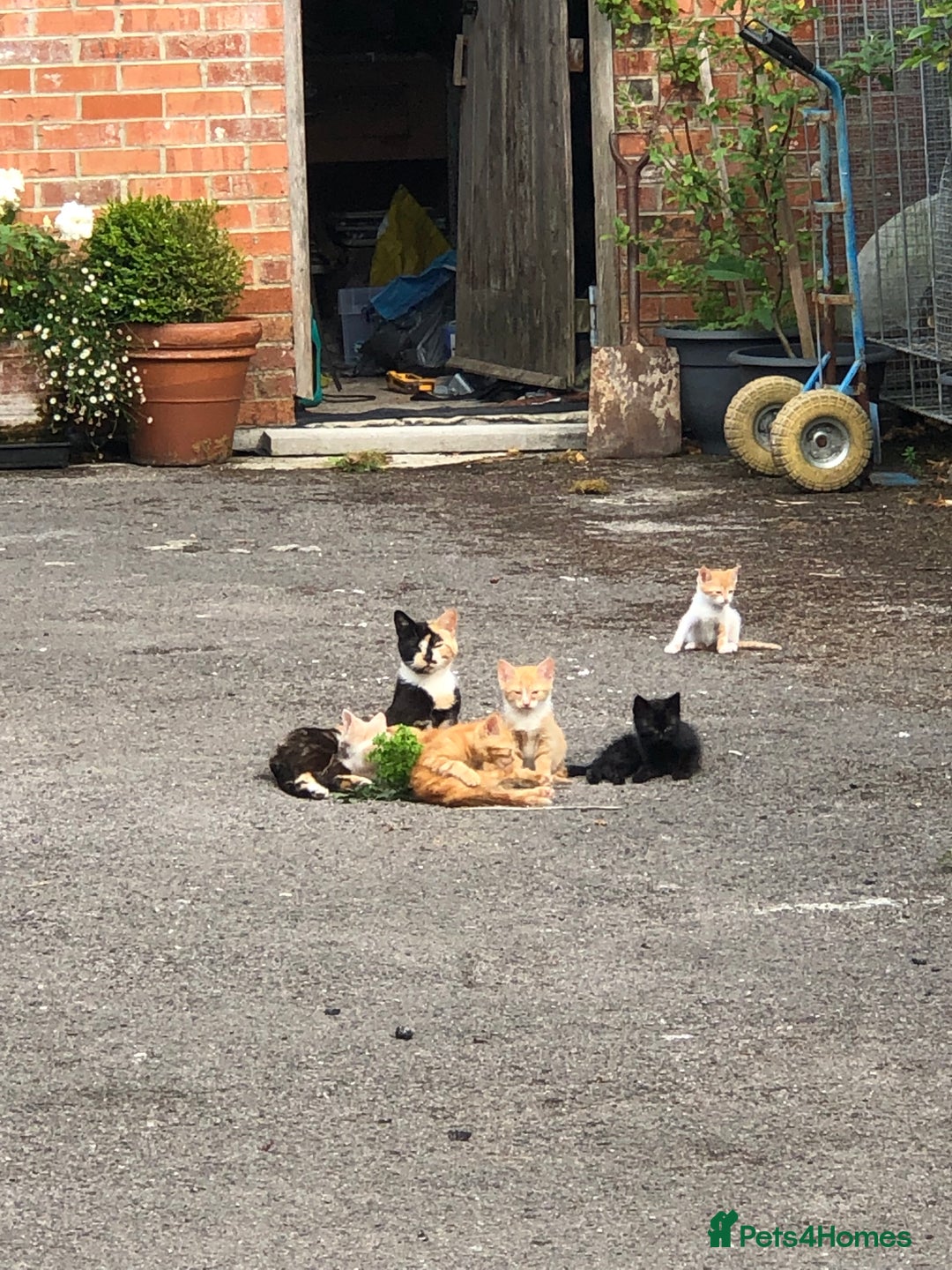 Mixed Breed cats for sale: Gorgeous farm/house kittens  - Image 4