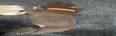“Moose”- Orange collar -Brown Labrador Retriever Puppy