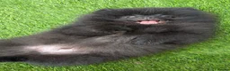 Pomeranian dogs for sale: 2 stunning male Pomeranian ready for new homes now - Advert 23