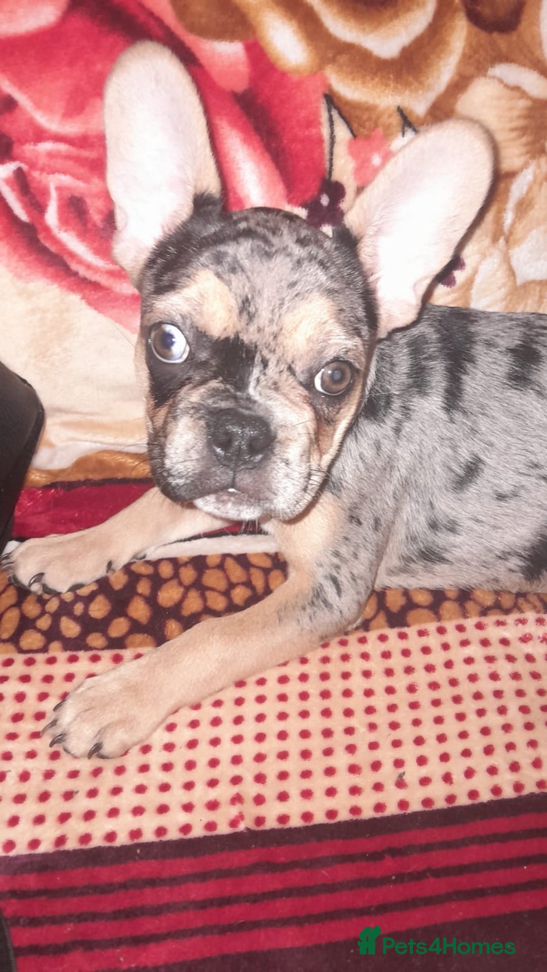 French Bulldog dogs for sale: French bulldog puppies fluffy carriers  - Advert 6