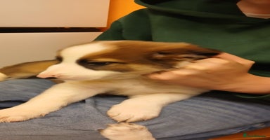 Border Collie dogs - Advert 10