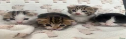 Domestic Shorthair cats for sale: Male kittens - Advert 7