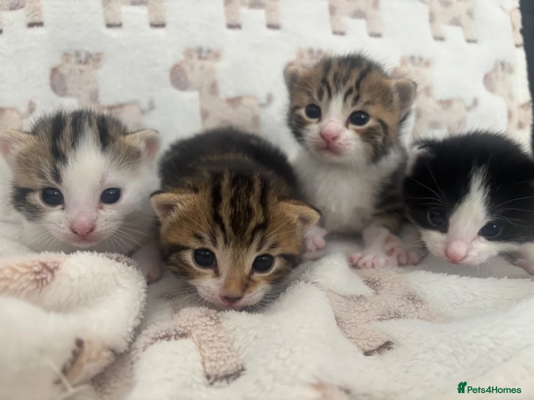 Domestic Shorthair cats for sale: Male kittens - Advert 7