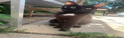 Mixed Breed cats for sale: In need of a new home! - Advert 2