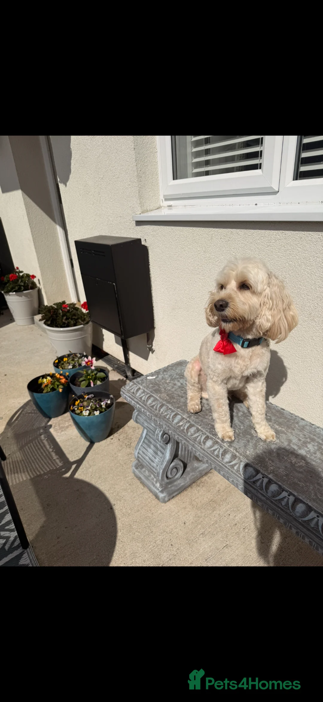Cockapoo dogs for stud: Cockapoo for stud in Belfast - Advert 1