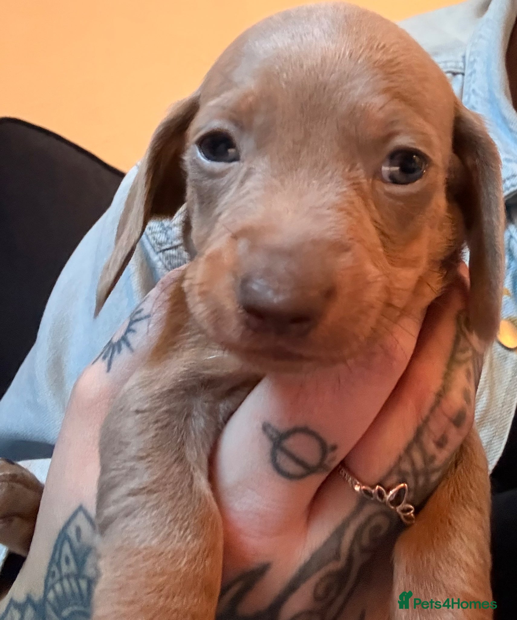 Miniature Dachshund dogs Miniature dachshunds  - Advert 15