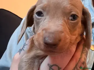 Miniature Dachshund dogs Miniature dachshunds - Advert 15