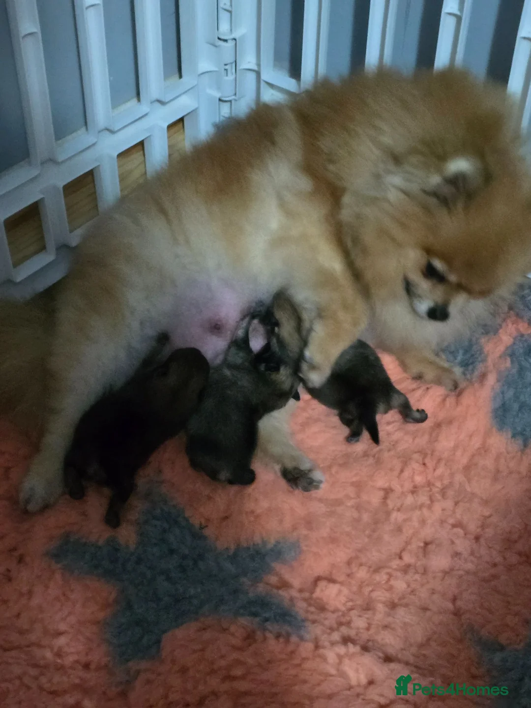 Pomeranian dogs for sale: *Beautiful dna clear pedegree boy pomeranian* - Advert 12