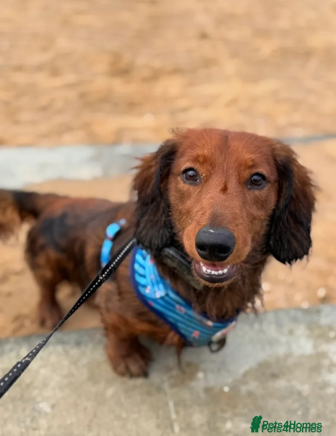 Dachshund dogs for sale: Charlie the Dachsund - Advert 1