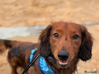 Dachshund dogs Charlie the Dachsund - Advert 8