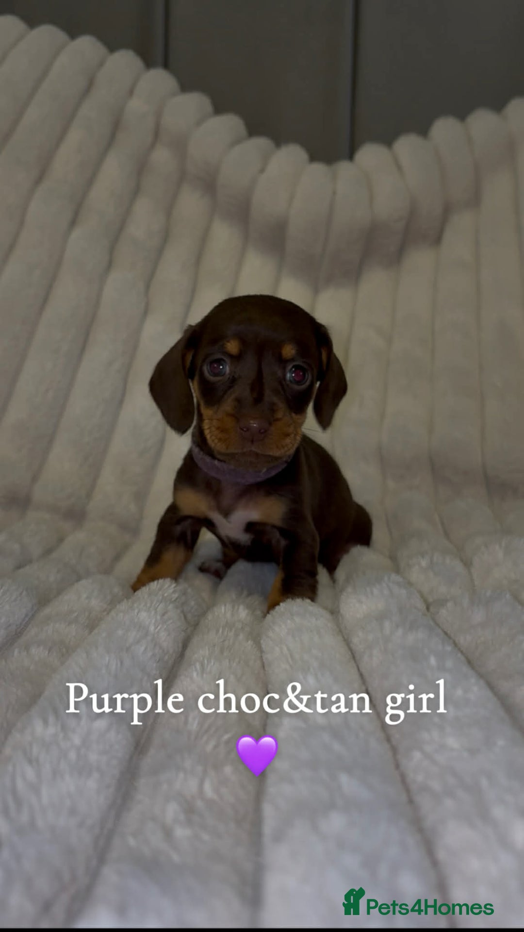 Miniature Dachshund dogs for sale: Mini daschund puppies - Advert 4