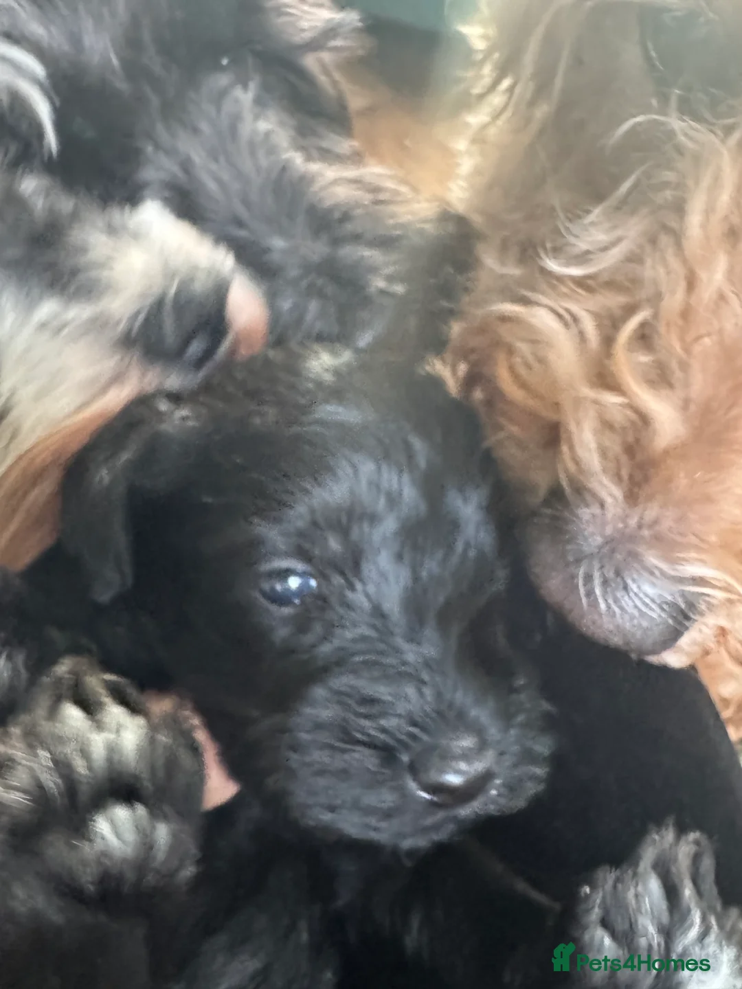Schnoodle dogs for sale: Stunning miniature Schnoodle puppies - Advert 8