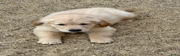 Golden Retriever dogs for sale: Stunning golden retriever puppies  - Advert 3