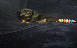 Miniature Dachshund dogs for sale: Miniature Dauchund puppy Ready to leave  - Image 1