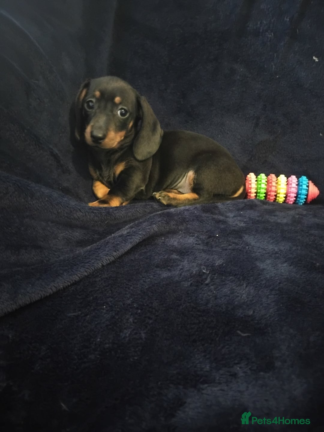 Miniature Dachshund dogs for sale: Miniature Dauchund puppy Ready to leave  - Image 1
