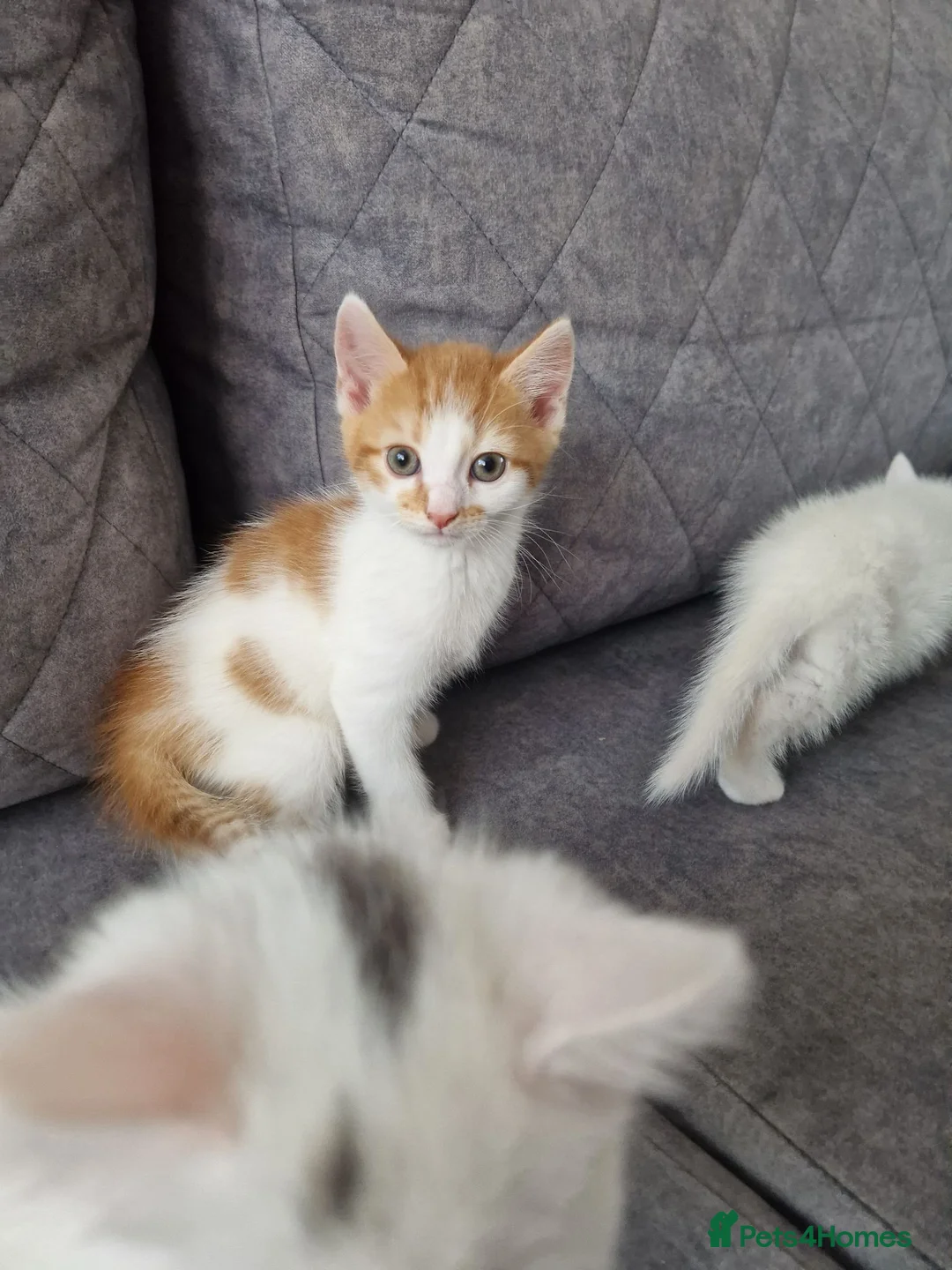 Mixed Breed cats for sale: 💥💥💥Siberian cross 💥💥💥 - Advert 23