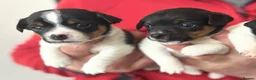 Jack Russell dogs for sale: Miniature Jack Russell Puppies - Advert 3