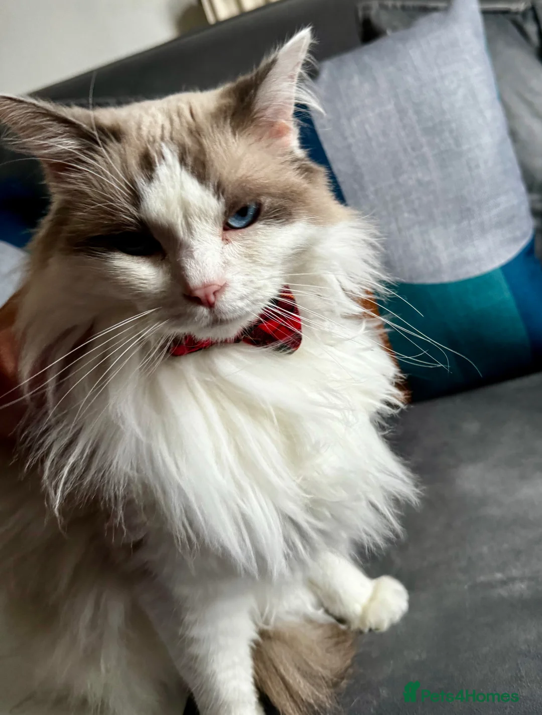 Ragdoll cats for sale: Beautiful Blue-Eyed Ragdoll Cat for Sale in Yeovil - Advert 2