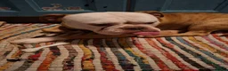 English Bulldog dogs for sale: Lovable Old English Bulldog seeks forever home in King's Lynn - Advert 2
