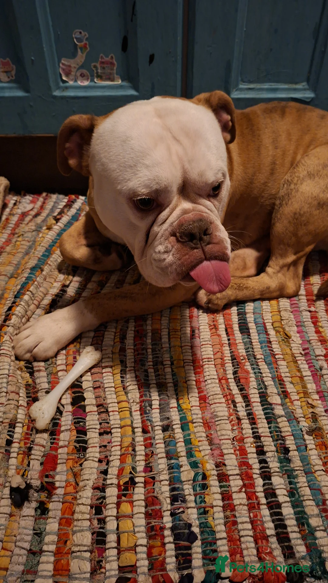 English Bulldog dogs for sale: Lovable Old English Bulldog seeks forever home in King's Lynn - Advert 2