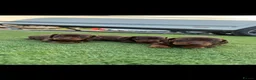 Dachshund dogs for sale: Miniature dachshunds microchipped  in Stoke-on-Trent - Advert 6