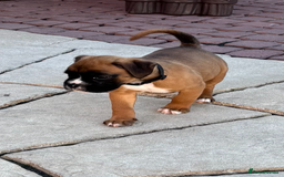 Boxer dogs for sale: Boxer pups  - Image 18