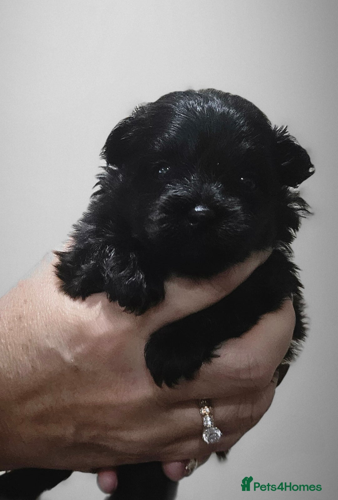 Pomapoo dogs for sale: Pompoo puppies  - Image 6