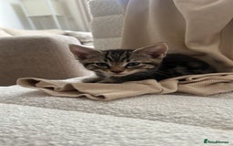 Mixed Breed cats for sale: 3 12-week old kittens available - Image 4