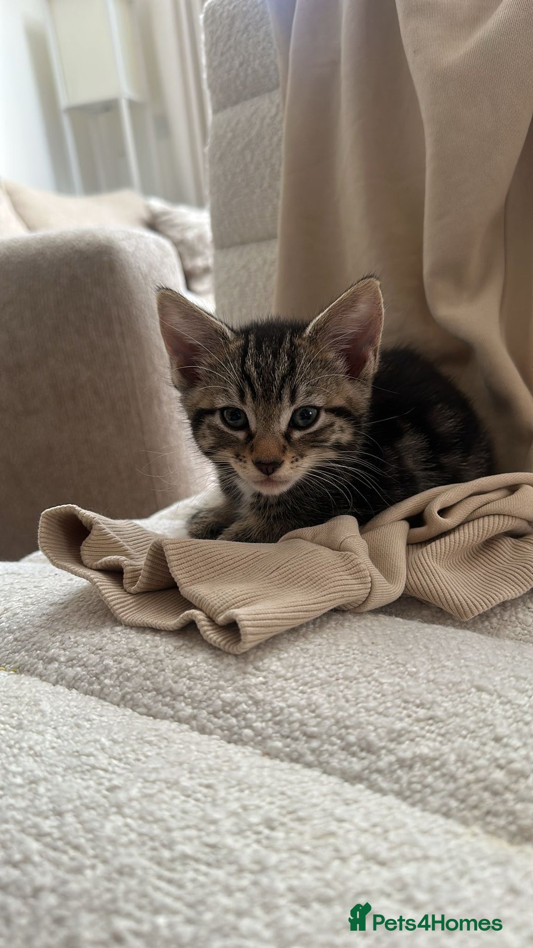 Mixed Breed cats for sale: 3 12-week old kittens available - Image 4