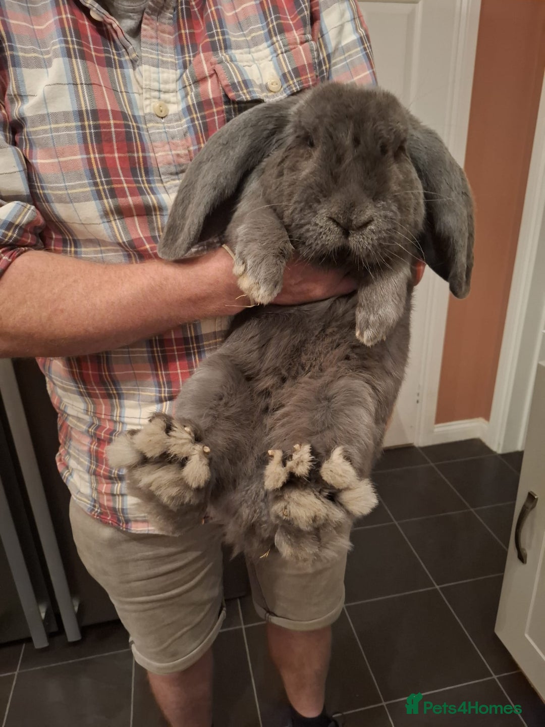 French Lop rabbits for sale: Baby Giant French Lop rabbits - Advert 7