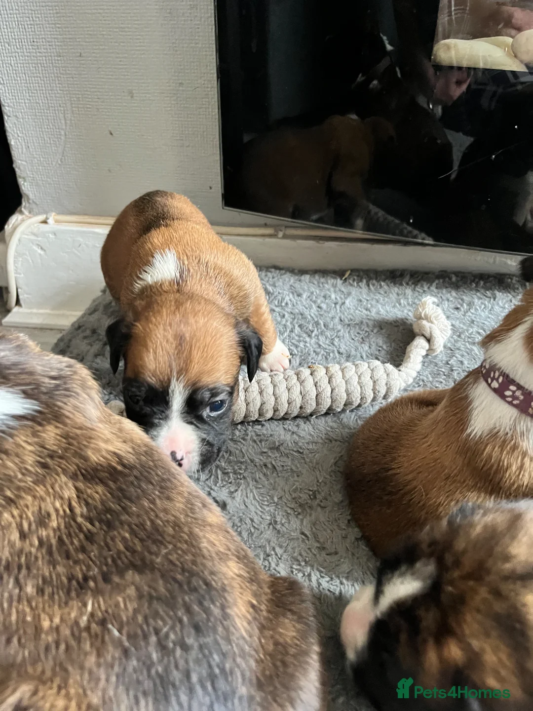 Boxer dogs for sale: KC/non kc beautiful boxer litter Bob and long tail - Advert 2
