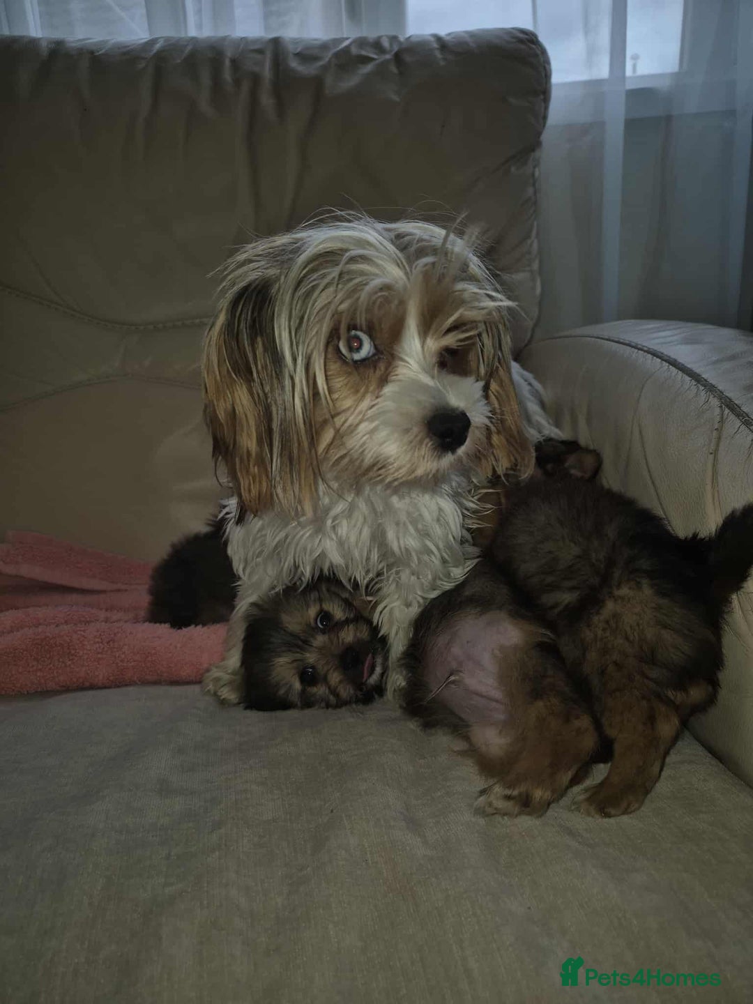 Mixed Breed dogs for sale: White yorkie (Biewer Terrier) X pomeranian  - Image 6