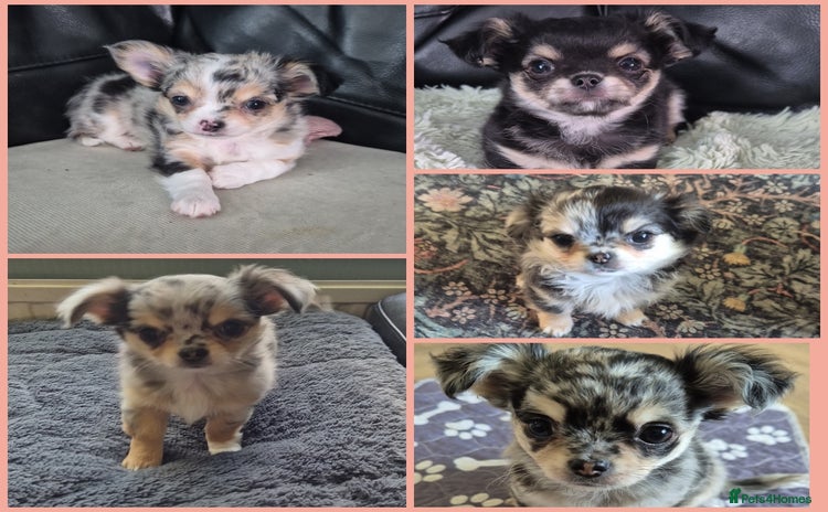 Chihuahua dogs - Advert 8