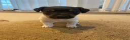 Jack Russell dogs for sale: Jack Russell Pups. - Advert 12