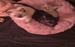 Norwegian Forest Cat cats for sale: Norwegian forest mixed tabby - Image 26