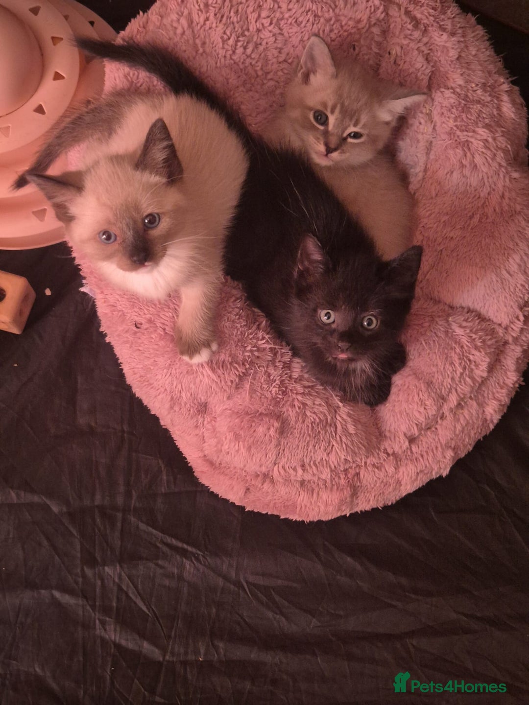 Norwegian Forest Cat cats for sale: Norwegian forest mixed tabby - Image 26