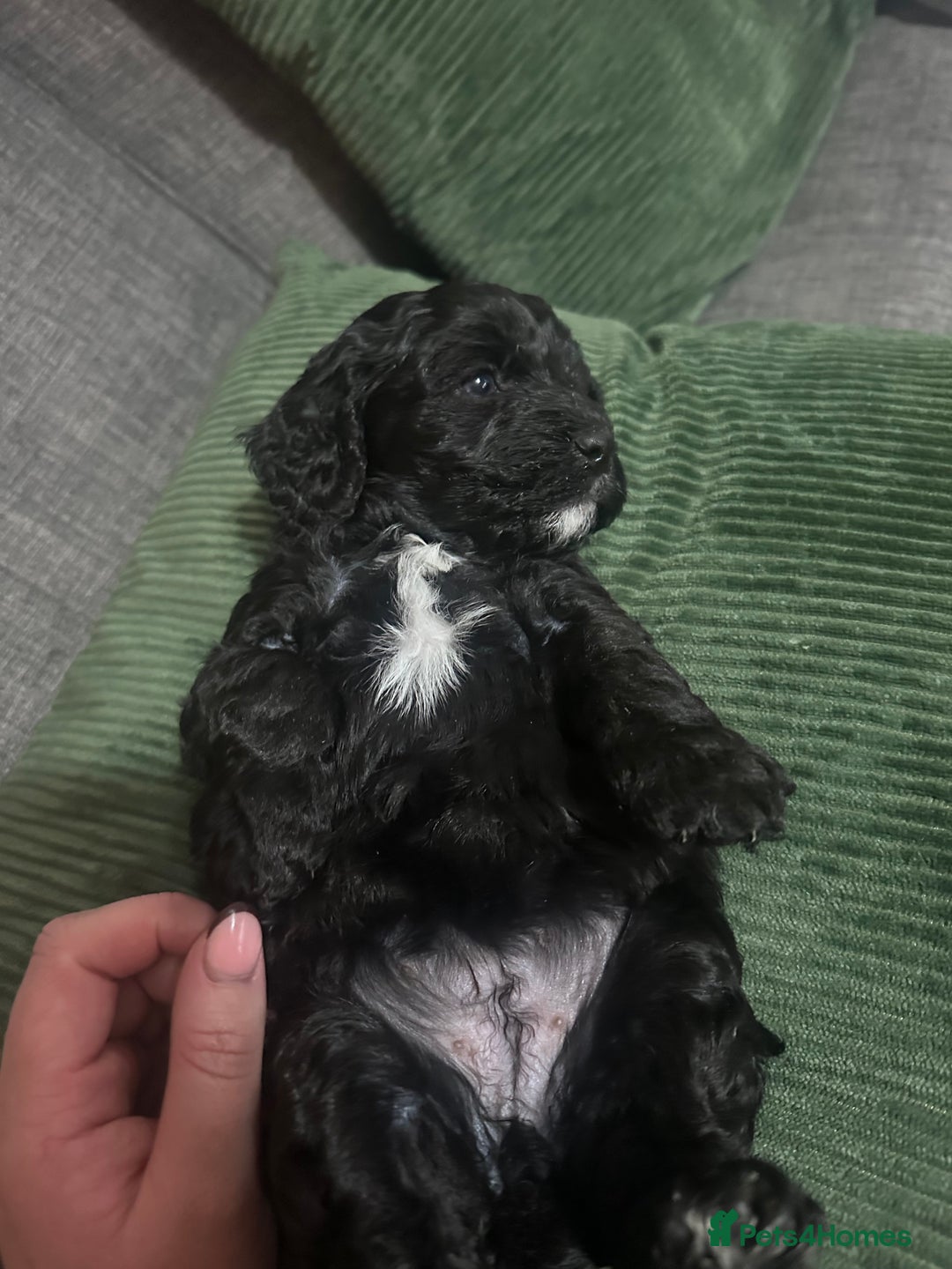 Mixed Breed dogs for sale: 3 LEFT - Cockapoo Cavapoo Puppies - READY TO GO - Advert 19