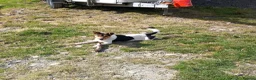 Jack Russell dogs for sale: Jack Russell - Advert 1